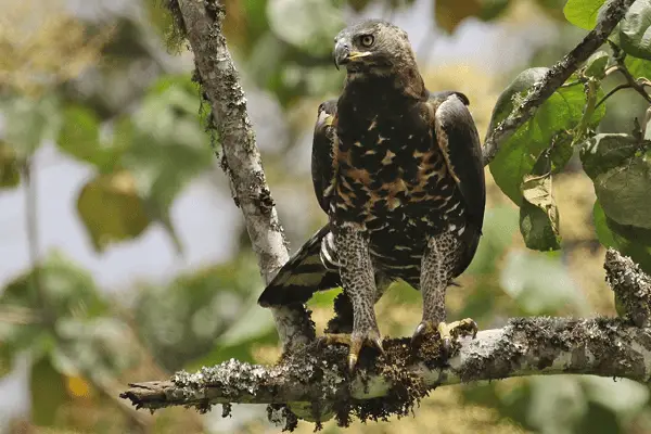 AFRICAN CROWNED EAGLE