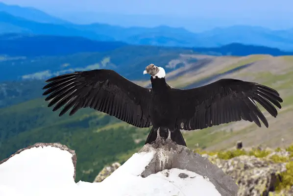 ANDEAN CONDOR