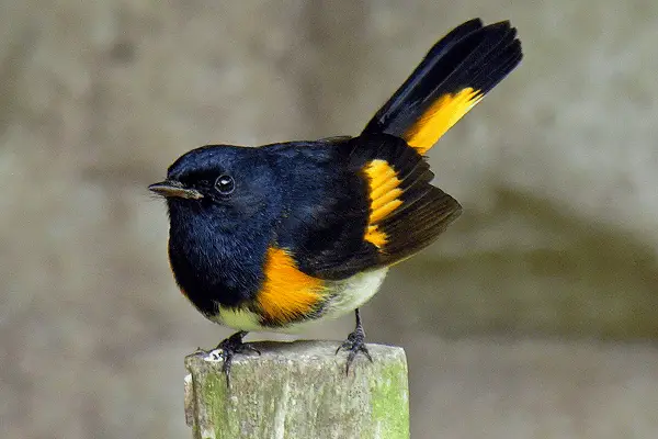 American Redstart