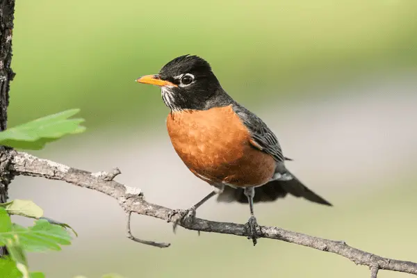 American Robin