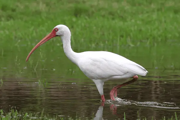 American White Ibis