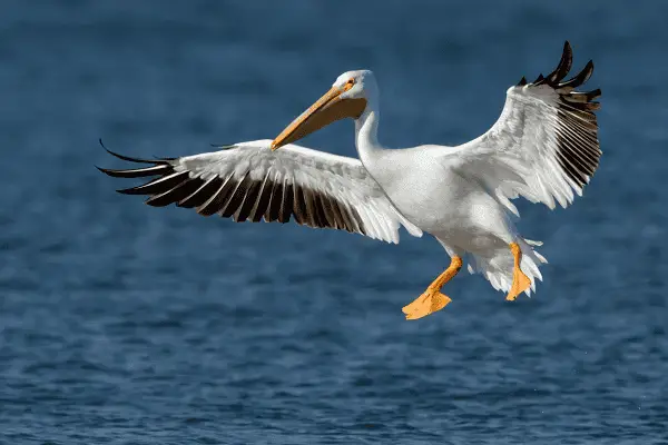 American White Pelican