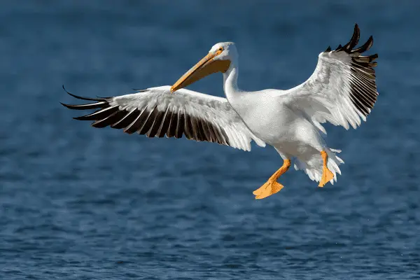 American White Pelican