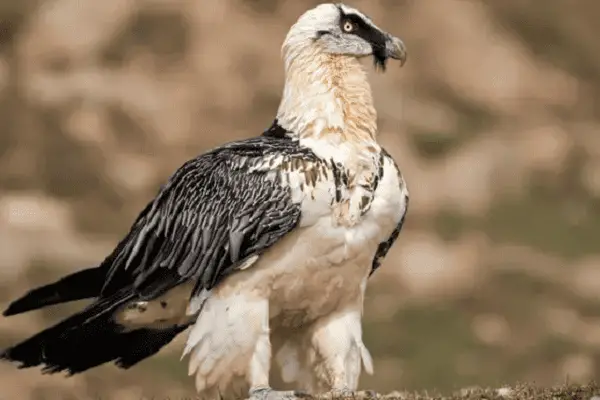 BEARDED VULTURE