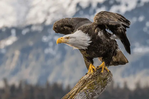 Bald Eagles