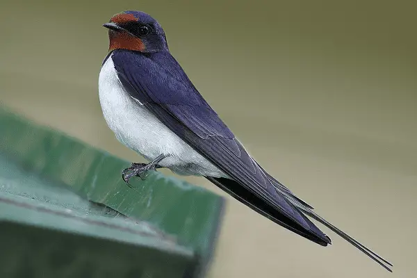 Barn Swallow