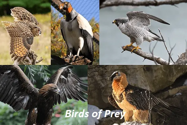 Birds of Prey