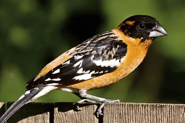 Black-headed Grosbeak