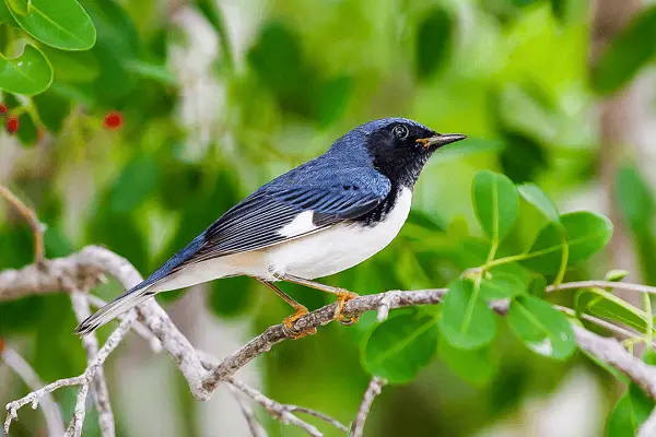 Black-throated Blue Warbler