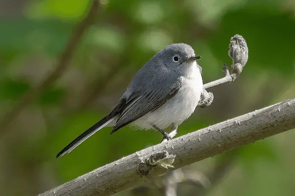 Blue-gray Gnatcatcher