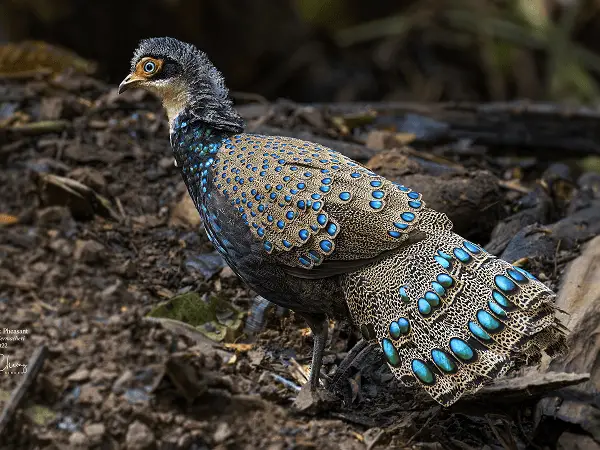 Bornean peacock-Pheasant