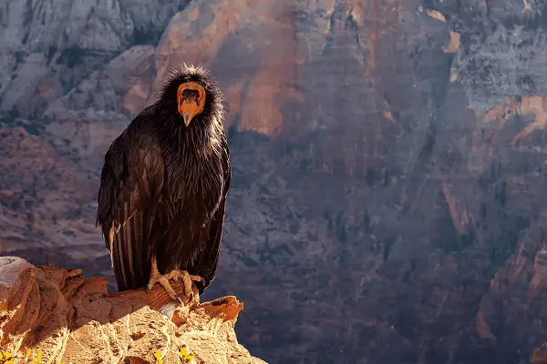 CALIFORNIA CONDOR