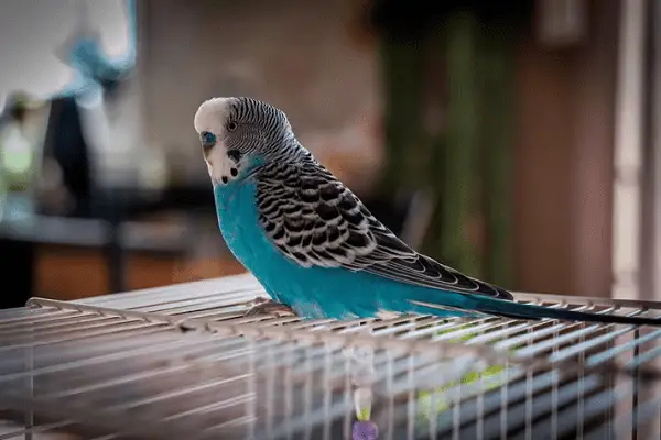 Can Parakeets Talk