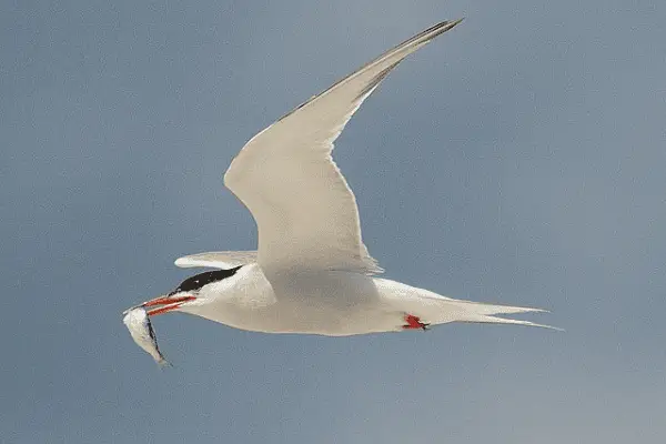 Common Tern