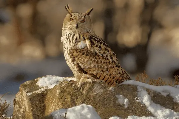 EURASIAN EAGLE OWL