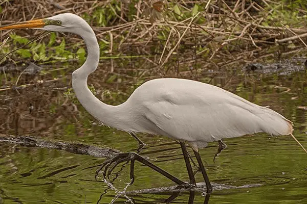 Great Egret