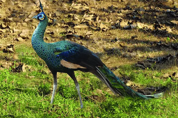 Green Peafowl