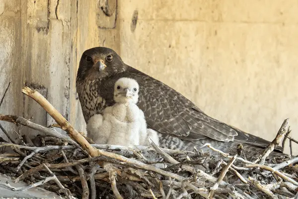 Gyrfalcon