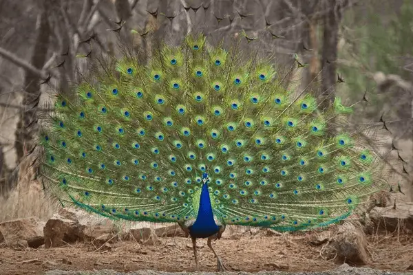 Indian Peafowl