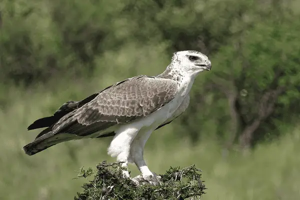 MARTIAL EAGLE