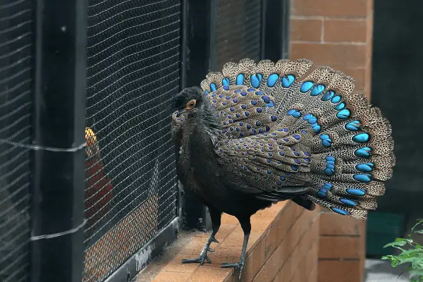 Malayan Peacock-Pheasant