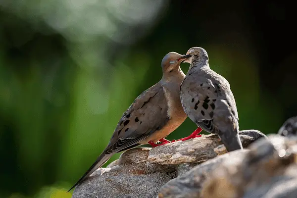 Mourning Dove