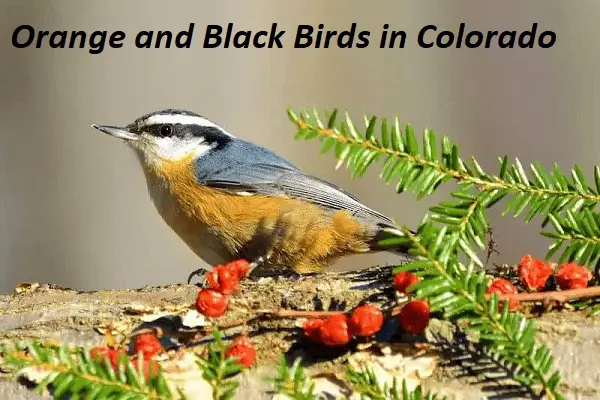 Orange and Black Birds in Colorado