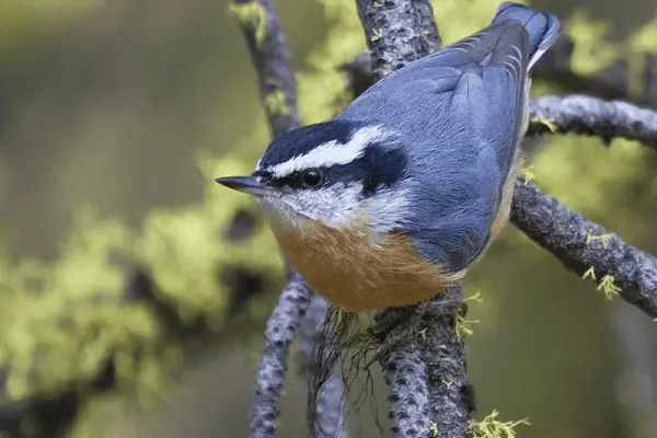 Red-breasted Nuthatch