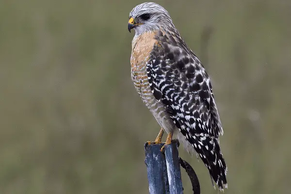 Red-shouldered Hawk