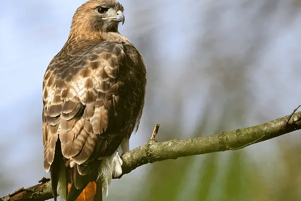 Red-tailed Hawk