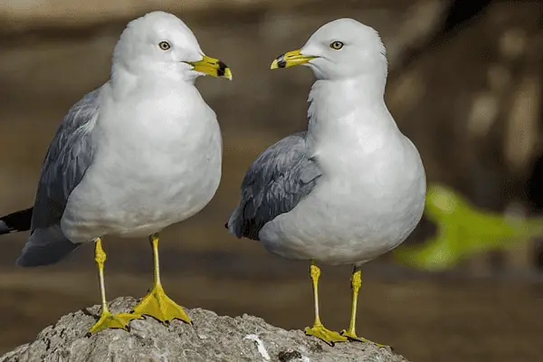 Ring-billed Gull