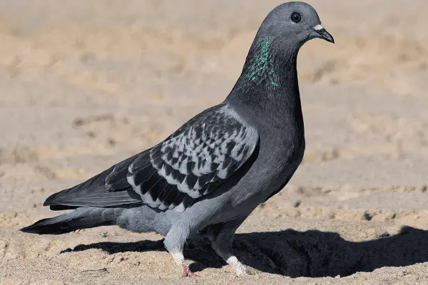 Rock Pigeon