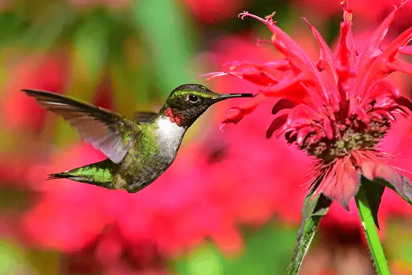 Ruby-Throated