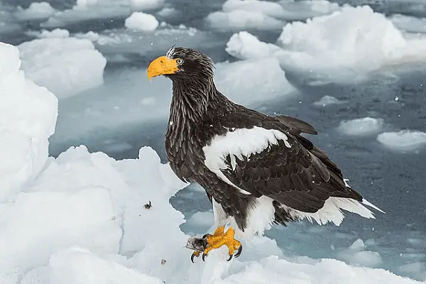 STELLER'S SEA EAGLE