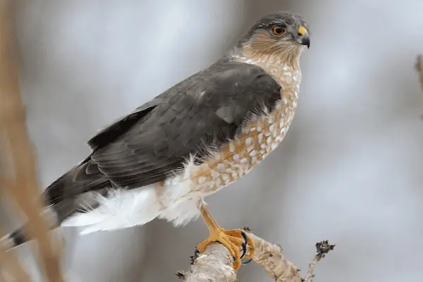 Sharp-shinned Hawk