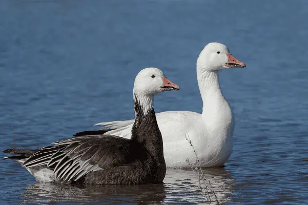 Snow Goose