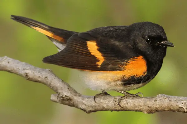 Spotted Towhee