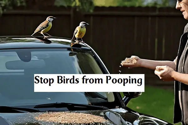 Stop Birds from Pooping