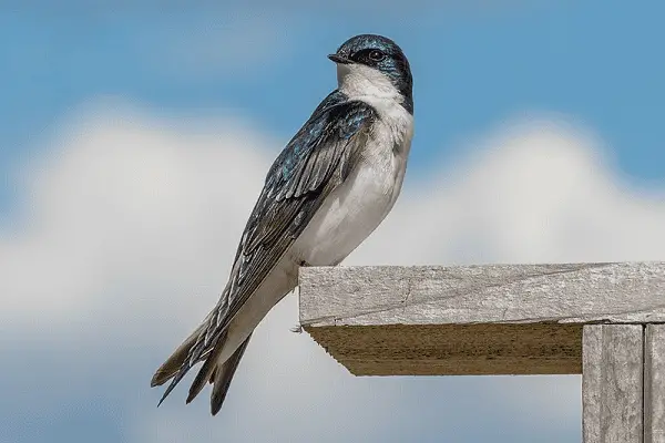 Tree Swallow