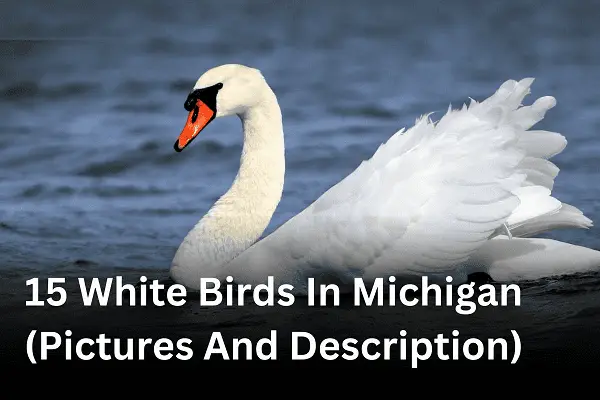 15 White Birds in Michigan (With Pictures)