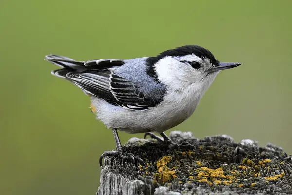 White-breasted Nuthatch