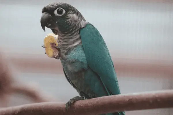 blue green cheeked conure