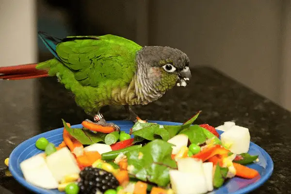 green cheek conure care