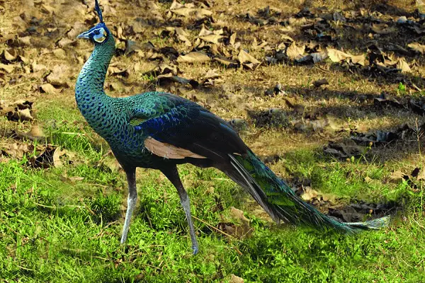 green peacock