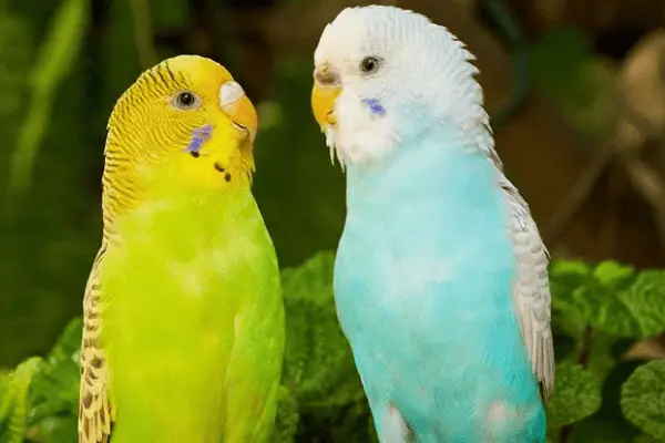 Can Parakeets Talk