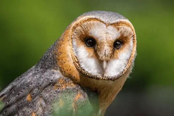 American Barn Owl