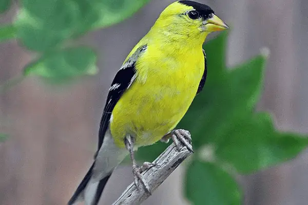 American Goldfinch