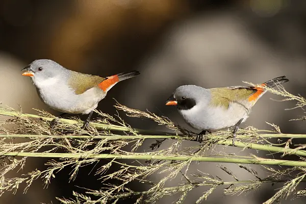 Angola Waxbill