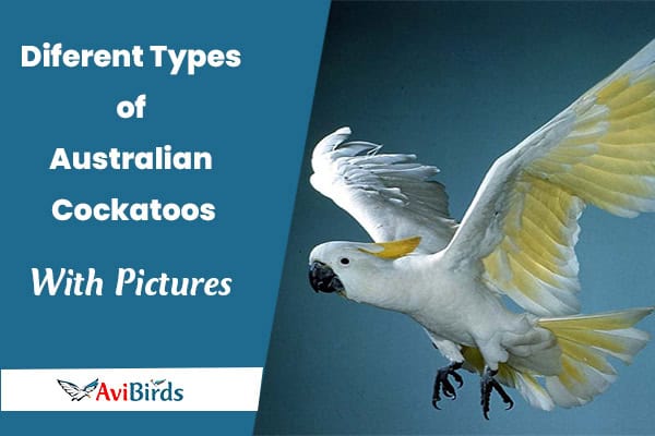 Australian Cockatoos