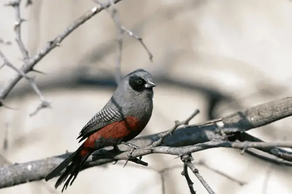 Black-cheeked Waxbill